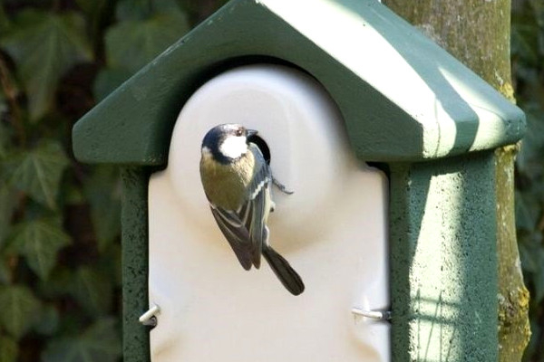 Nichoir Sevilla en béton de bois et mésange charbonnière